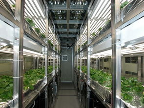 小而美的智慧 日本都市型现代农业与生物制品研制的共生之道